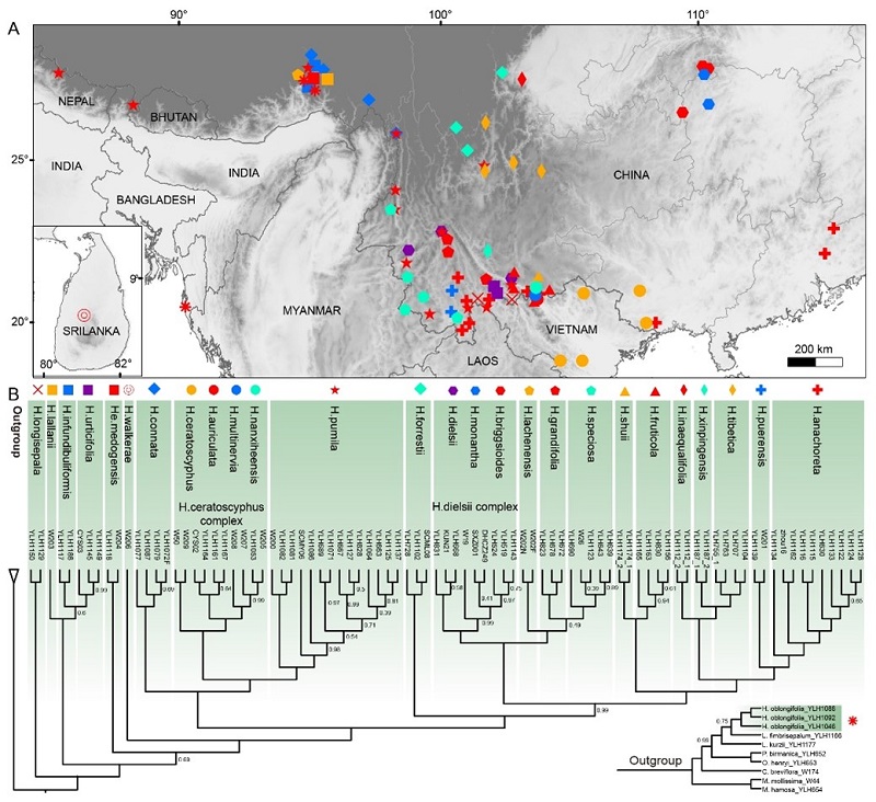 图1. 汉克苣苔属采样图及系统发育关系