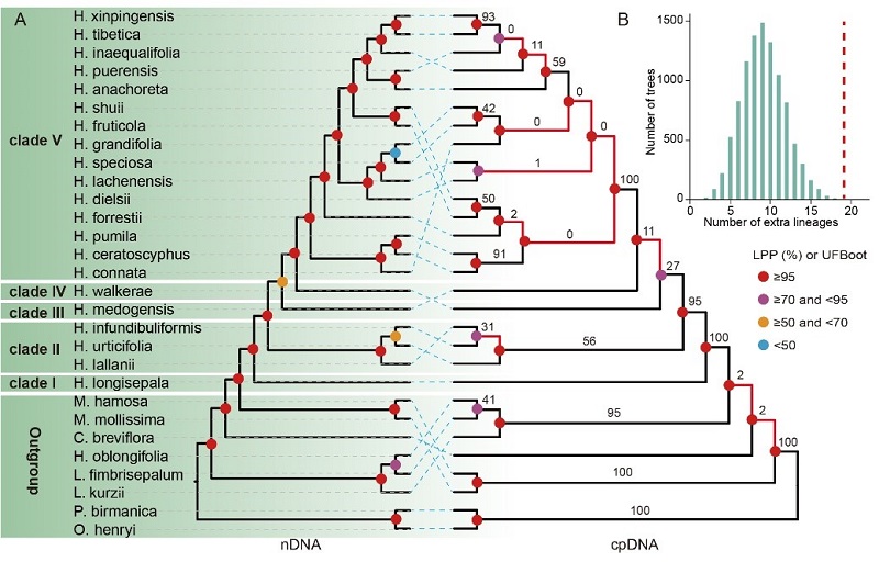 图2. 基于多物种溯祖模拟及相关统计分析显示不完全谱系分选不能解释所有的核质冲突