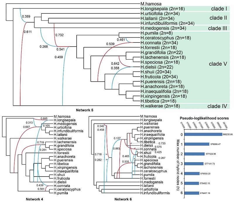 图3. 系统发育网络分析显示汉克苣苔属内存在广泛的杂交事件