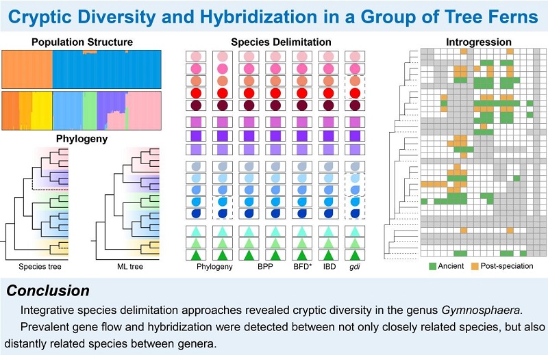图. 树蕨隐存种多样性及广泛的自然杂交