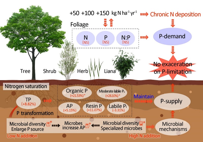 图1. 长期氮添加对4类生长型植物磷需求和根际土壤磷组分的影响示意图