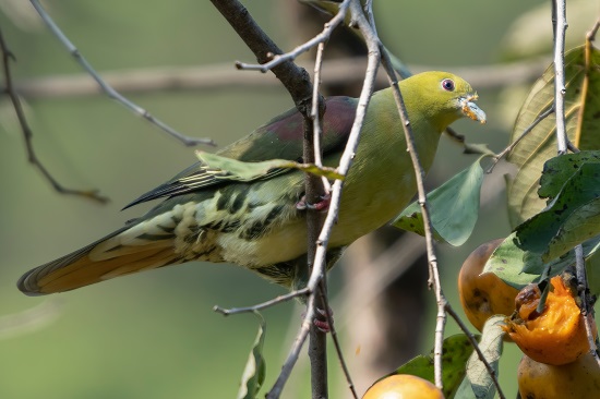 楔尾绿鸠(雄性)