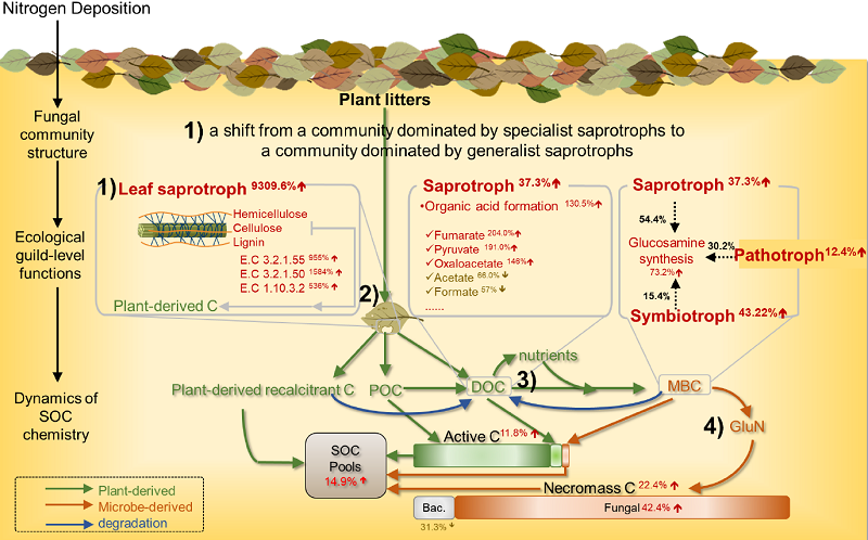 图2. 氮沉降下真菌群落及功能的响应示意图