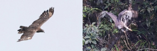 凤头蜂鹰(范宗骥 摄)