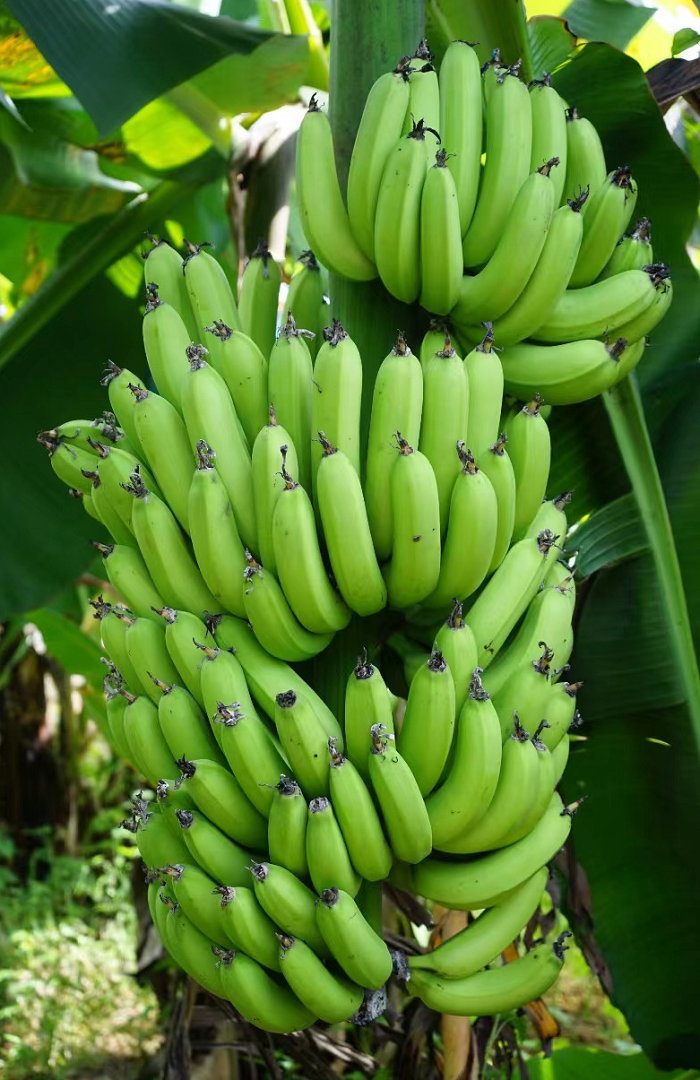 图1. 巴西蕉