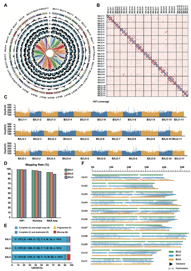 图2. 巴西蕉基因组特征。