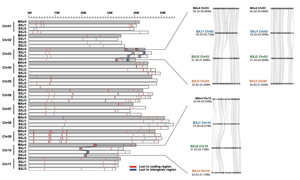 图3. NLR抗性位点在小果野蕉(MAv4)和巴西蕉基因组上的分布。