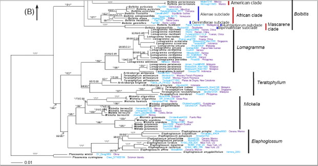图1 . 基于三个叶绿体片段(rbcL, rps4 & rps4-trnS, trnL & trnL-F)构建的实蕨属及其近缘类群的系统发育树。
