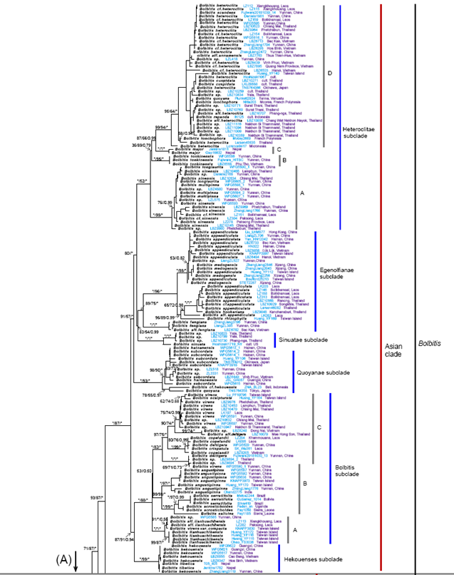 图1(续). 基于三个叶绿体片段(rbcL, rps4 & rps4-trnS, trnL & trnL-F)构建的实蕨属及其近缘类群的系统发育树。