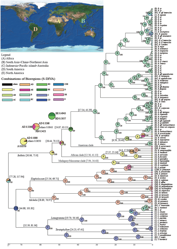 图2. 实蕨属及其近缘类群的祖先分布区重建。每个节点的饼图展示了不同祖先分布概率。
