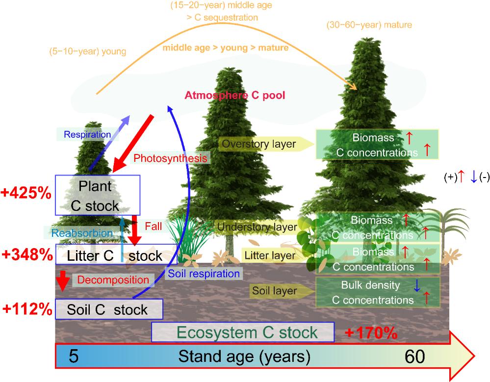 图2. 不同林龄杉木林生态系统碳储量概念图