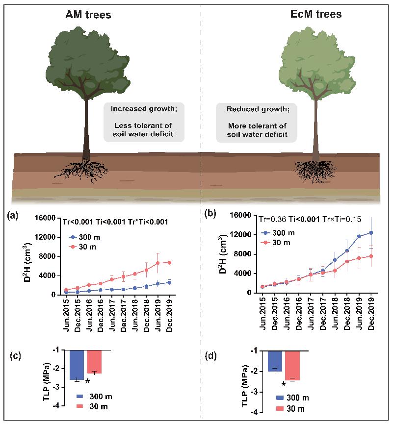 图1. 增温对内生和外生菌根真菌植物生长和耐旱性的影响