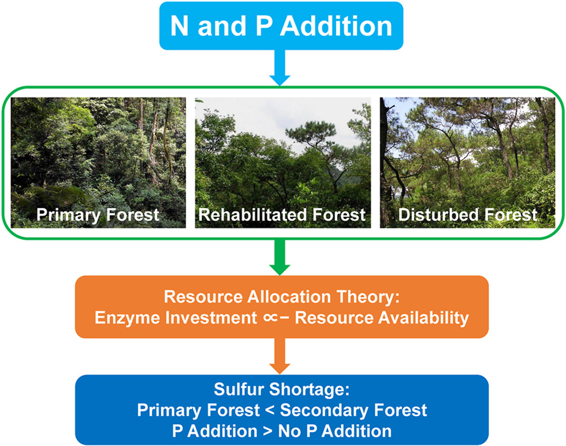 图. 长期氮磷添加对热带森林土壤微生物硫素可利用性影响研究的示意图