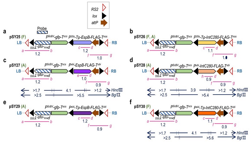 图1. 表达载体的T-DNA结构图