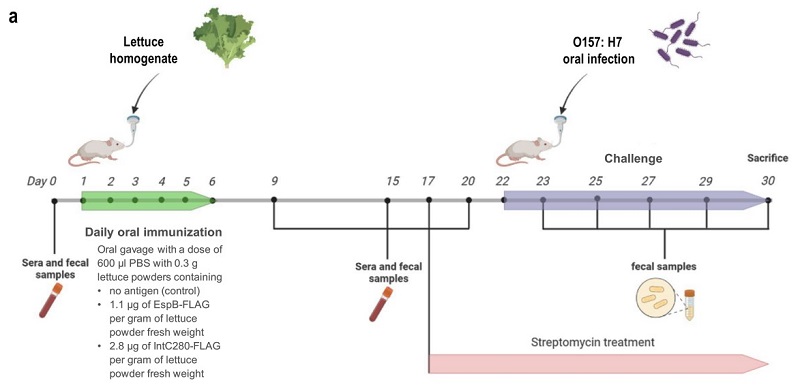 图2. 小鼠试验流程图