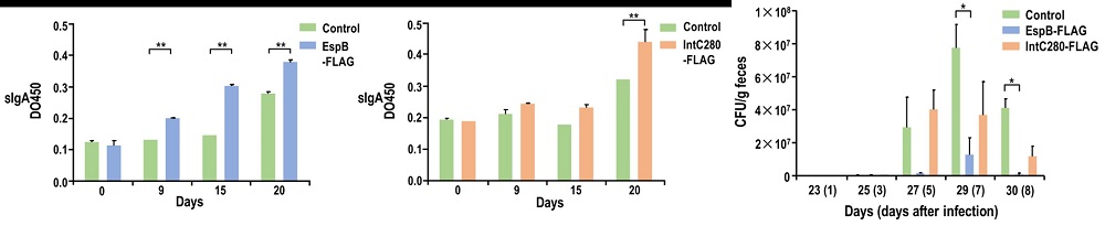图3. 饲喂转基因生菜后小鼠的免疫反应和小鼠排泄物中的EHEC O157:H7含量