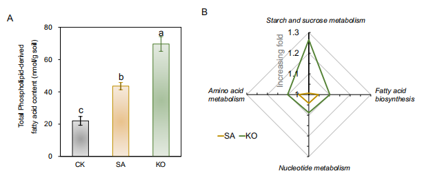 图1. 土壤PLFA生物量及微生物群落对植物源碳的分配。(A) PLFA含量的变化;(B)SA和KO土壤中微生物群落对植物源碳的分配。CK、SA和KO分别代表滩涂、无瓣海桑和秋茄土壤。