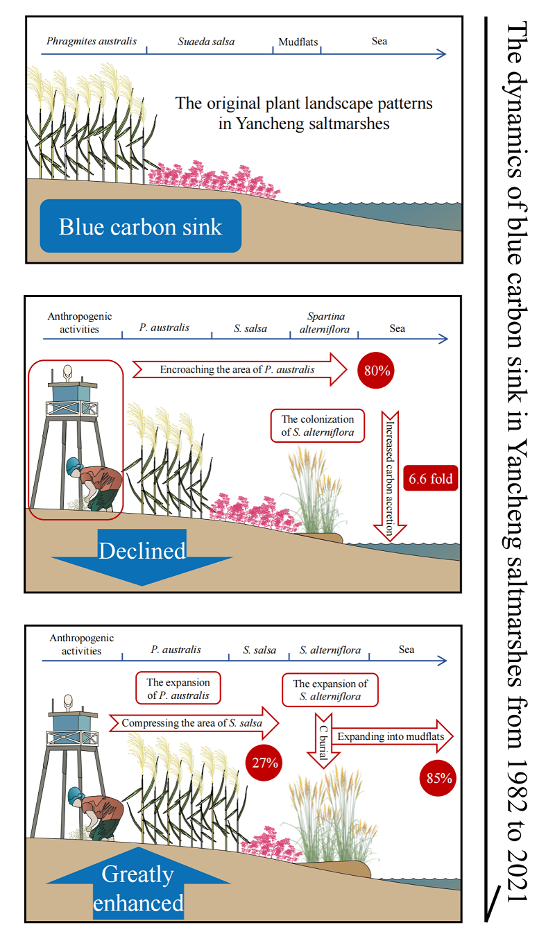 图1. 盐城盐沼湿地过去四十年的时空格局变化及其蓝碳碳汇效应(摘要图)