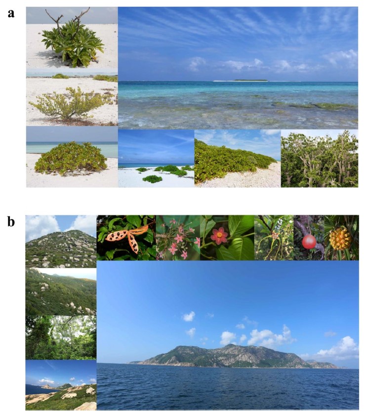 图1. 热带珊瑚岛(a)和热带大陆性海岛(b)的植物及植被