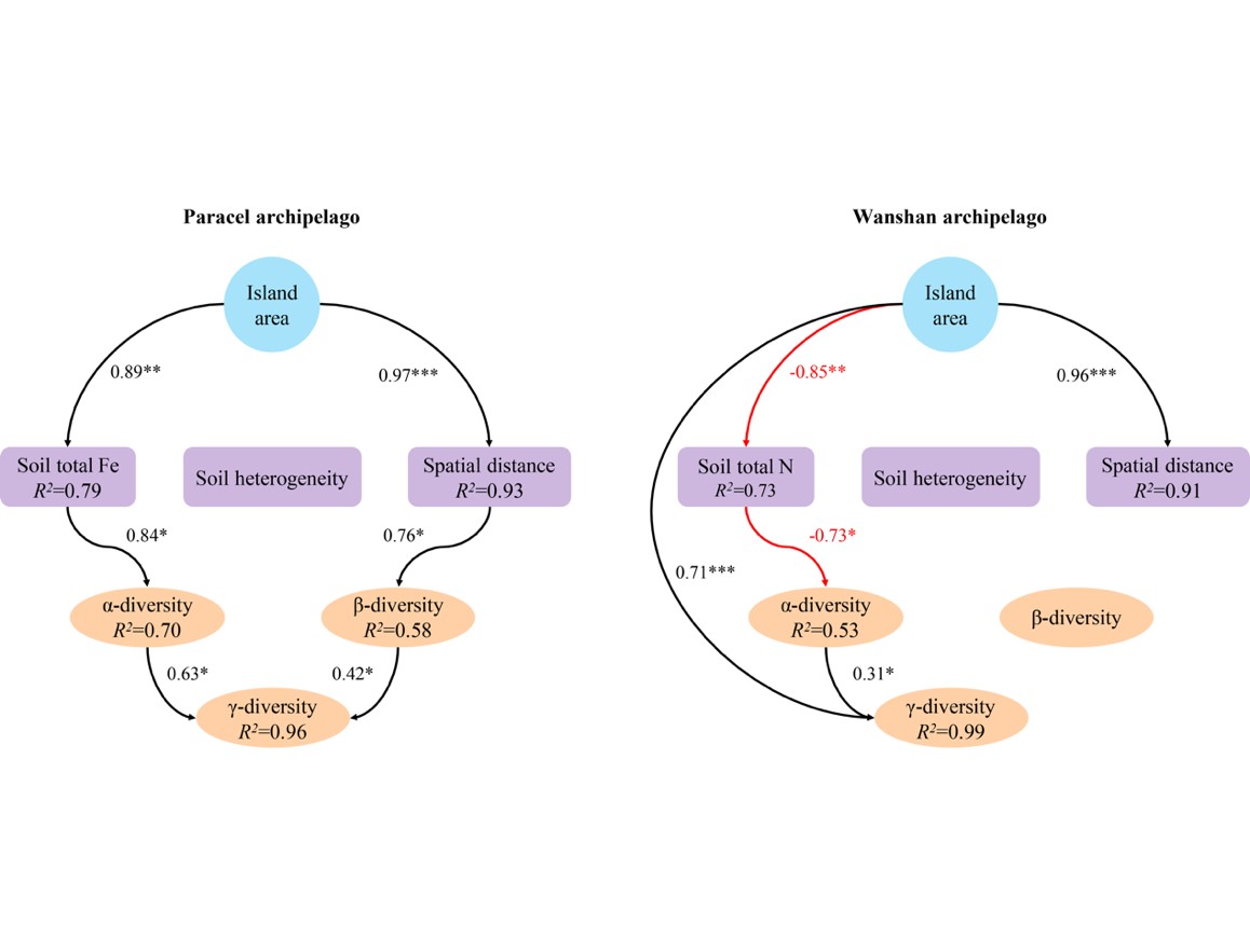 图2. 两组岛屿面积如何影响 多样性的结构方程模型。