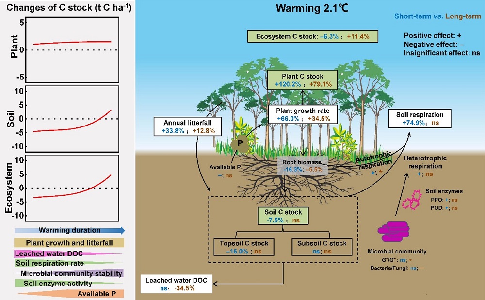 图1. 增温对南亚热地森林生态系统碳动态的影响。