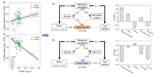 图1. 红树林土壤有机碳含量与木质素酚以及氨基糖关系