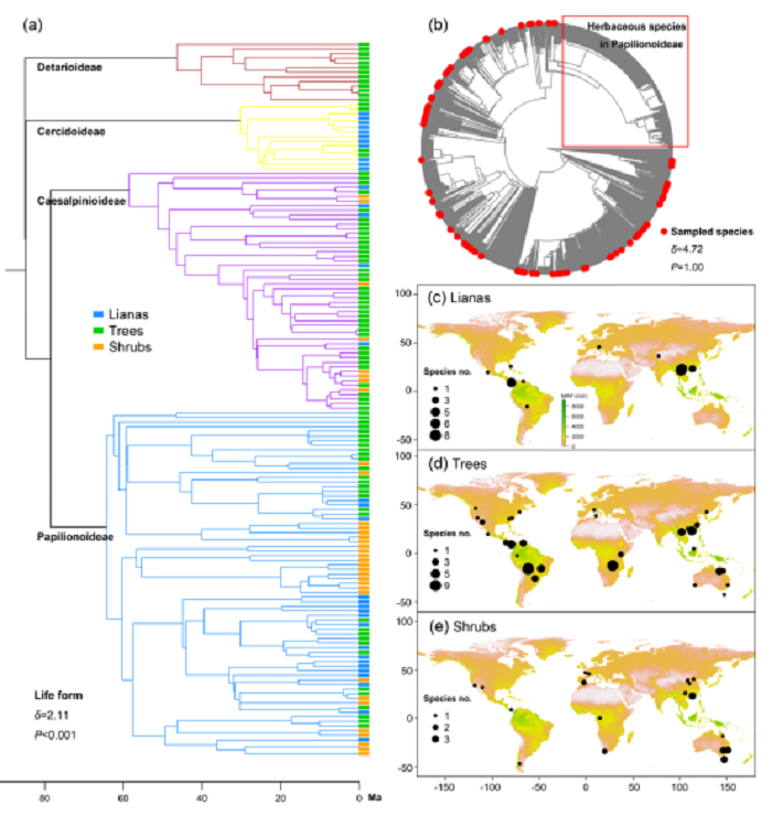 图1.本研究中豆科植物的系统发育树及不同生活型的分布图。
