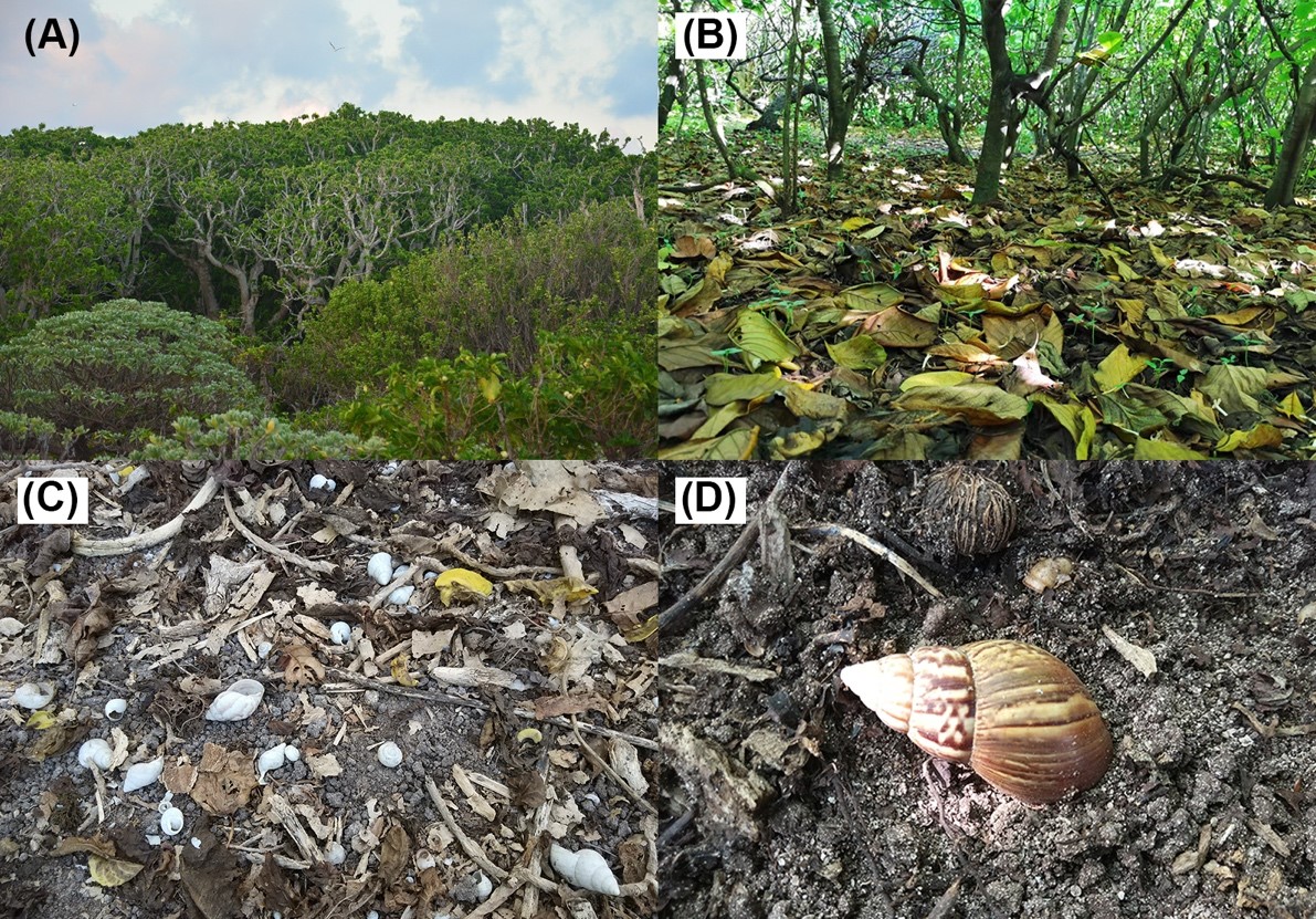 图1. 非洲大蜗牛在热带珊瑚岛的入侵状况。