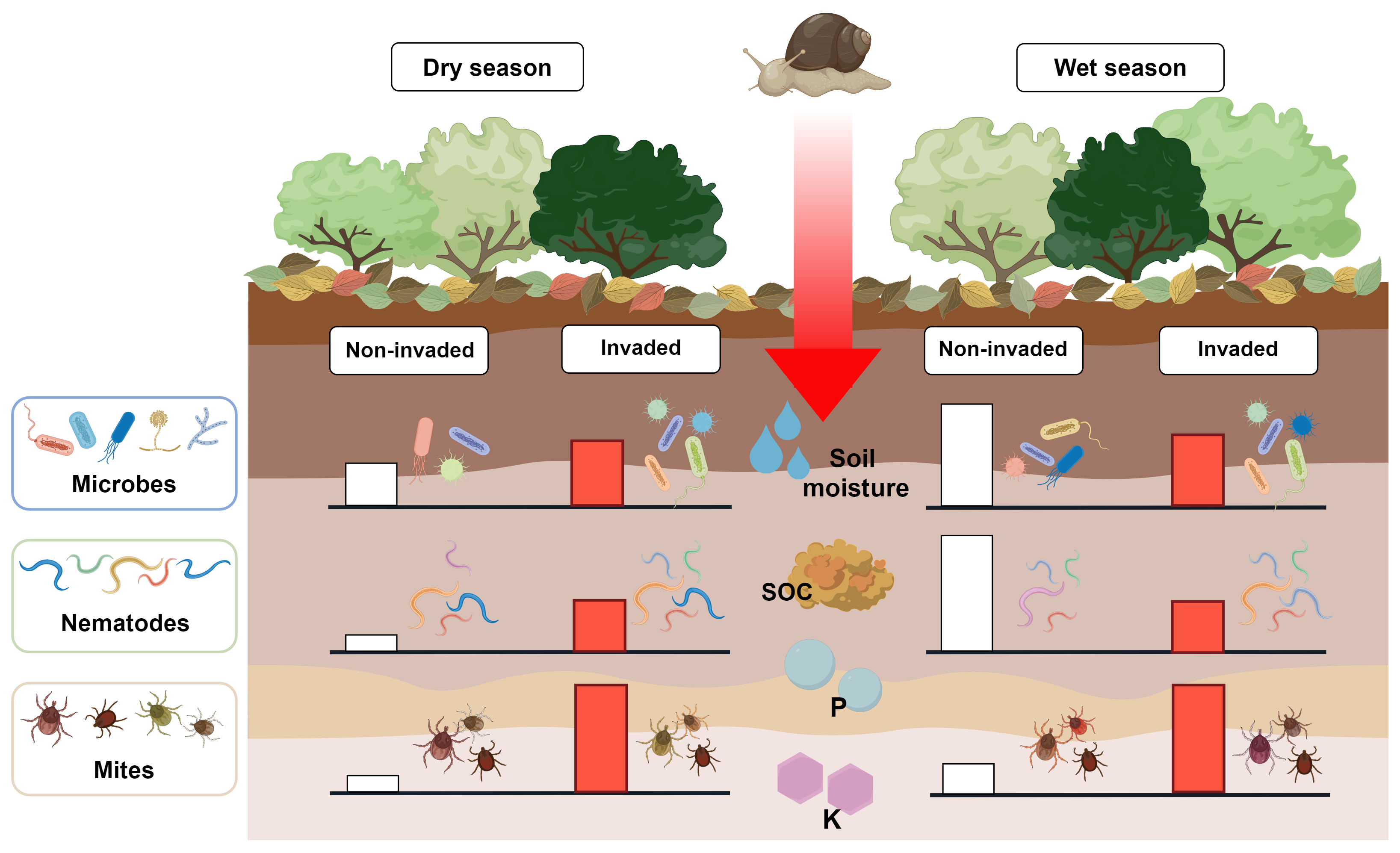 图2. 非洲大蜗牛入侵对热带珊瑚岛土壤生物多样性的影响。