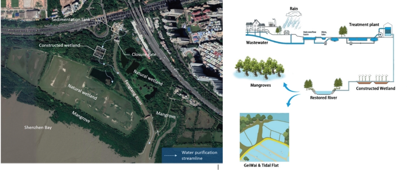 图1. 环境修复工程过程的生物和工程链