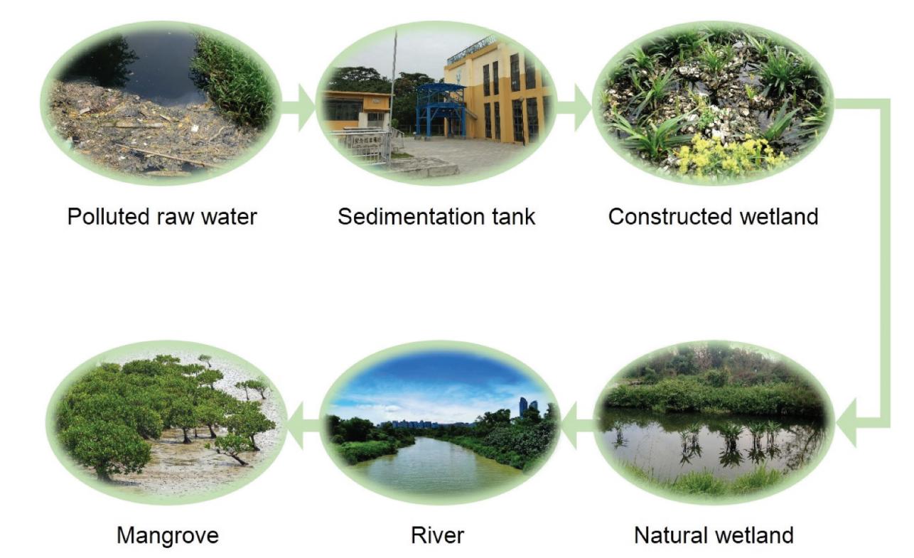 图2. 深圳湾污水净化过程