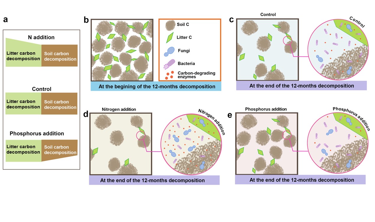 图1. 显示氮和磷添加如何改变凋落物和土壤碳的释放及其微生物机制的概念图。
