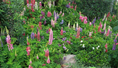 1 鲁冰花开满山头.jpg