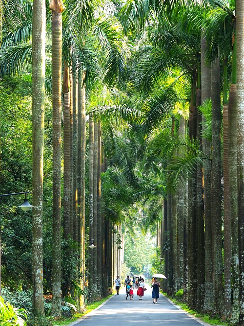 华南植物园大王椰子路（邓路梅志愿者拍摄）.jpg
