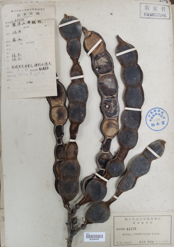 1930年的白花油麻藤（果）标本（华南植物园标本馆供图）.jpg