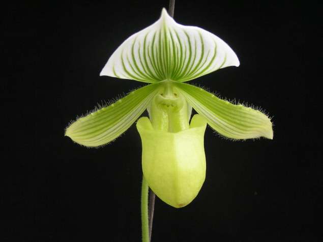1.中科COP15兜兰(Paphiopedilum SCBG COP15)