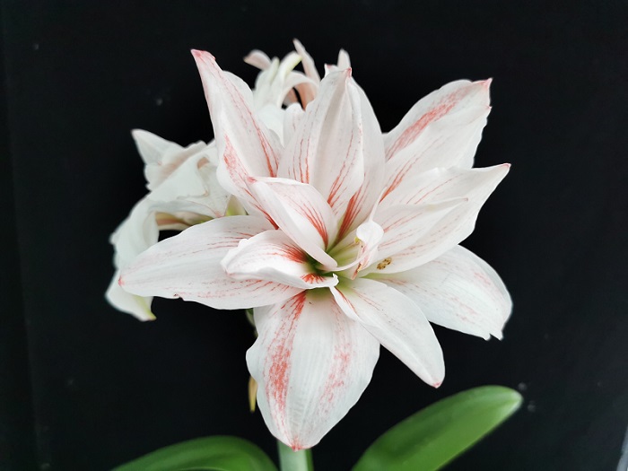 图1. ‘中科香妃朱顶红’