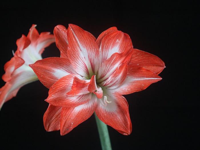 图2. ‘华锦朱顶红’