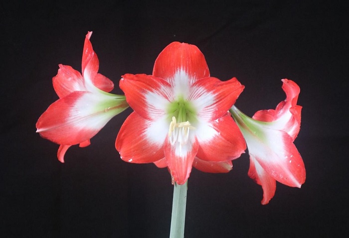 图3. ‘中科红唇朱顶红’